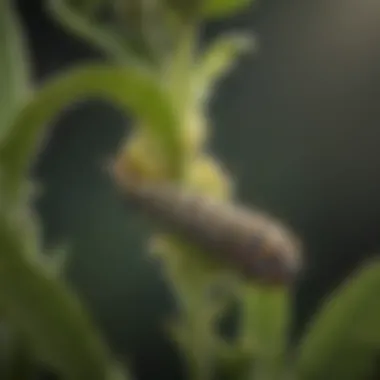 A monarch caterpillar on a milkweed plant, illustrating its lifecycle stage