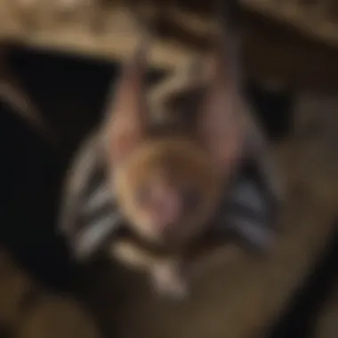 Indiana Bat in its Natural Habitat Close-up of an Indiana bat hanging upside down in a cave.