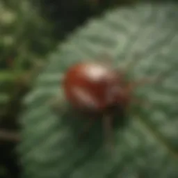 Close-up of a tick on a leaf showcasing its natural habitat.