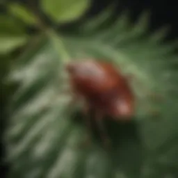 Close-up view of a tick on a leaf