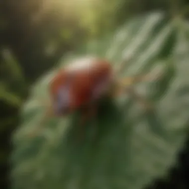 Biology of a Tick Close-up of a tick on a leaf emphasizing its biology