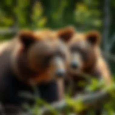 A conservation team working diligently to implement strategies for brown bear protection.