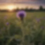 Canada thistle in a field