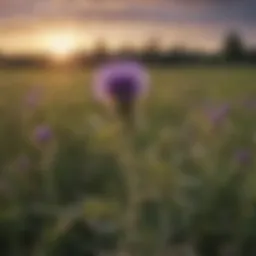 Canada thistle in a field