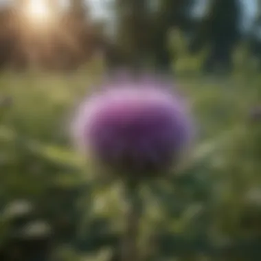 Chemical Control Measures for Canada Thistle Chemical application for invasive plants