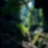 Exploring the Lush Ecosystem of Cove Creek A breathtaking view of Cove Creek's diverse ecosystem with lush greenery