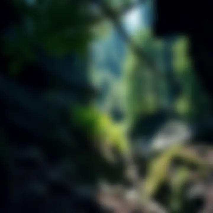 Exploring the Lush Ecosystem of Cove Creek A breathtaking view of Cove Creek's diverse ecosystem with lush greenery