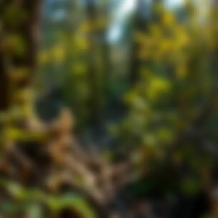 Biodiversity: Native Flora of Cove Creek Native flora of Cove Creek, highlighting biodiversity and conservation efforts