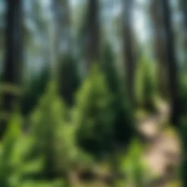 Call-to-action strategies for forestry volunteers