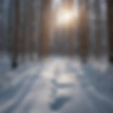 Quiet trail through a serene forest perfect for skiing