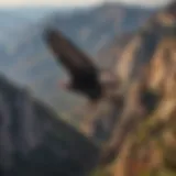 California condor soaring above the mountains