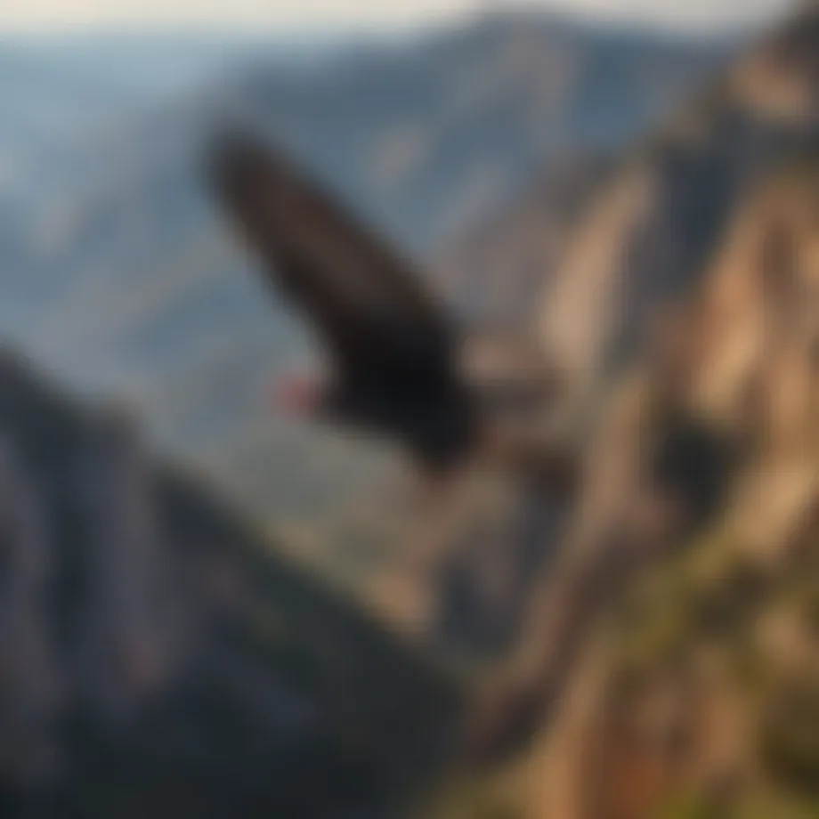 California condor soaring above the mountains