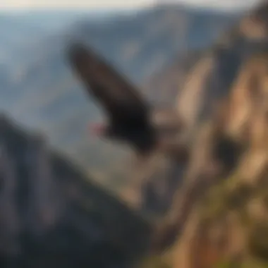 Majestic California Condor in Flight California condor soaring above the mountains