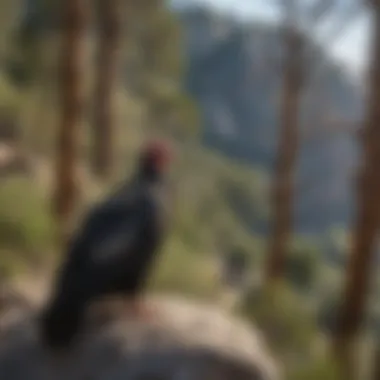 California Condor Habitat Preservation California condor habitat preservation area