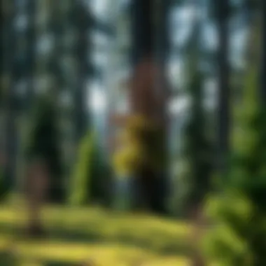 Stunning arrangement of decorative trees in a serene woodland