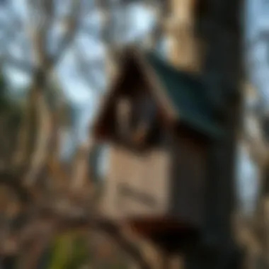 A well-constructed bat house nestled among trees