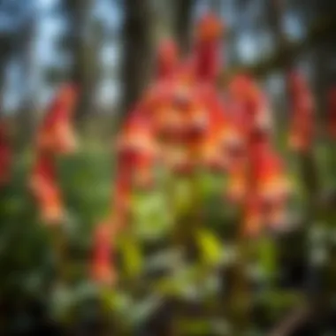 Devils Walking Stick flowers in bloom