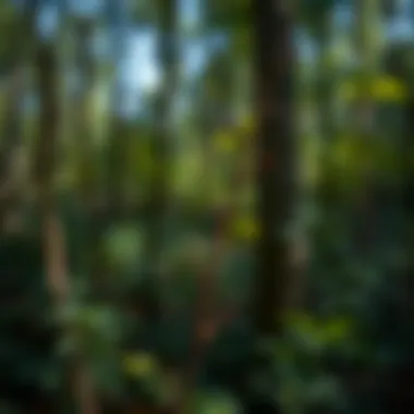 Devils Walking Stick in natural habitat