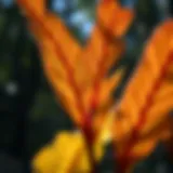 Close-up of Devils Walking Stick leaves