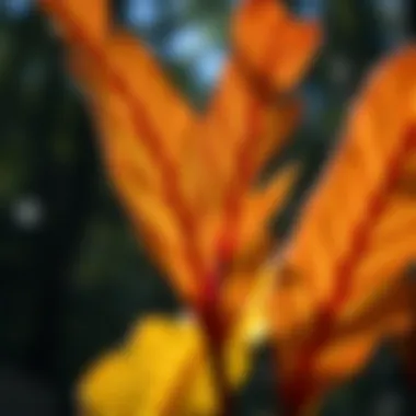 Close-up of Devils Walking Stick leaves