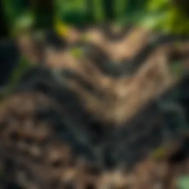 Healthy soil surrounding a carefully managed ditch