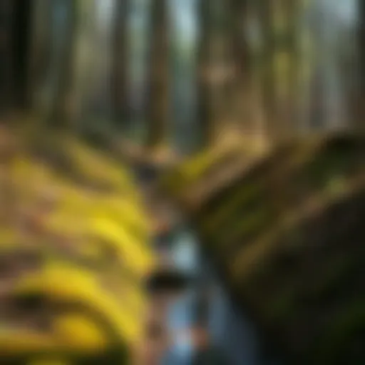 A serene woodland scene showcasing a well-maintained ditch