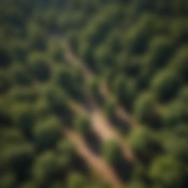 An aerial view of a forest area with marked trees for removal