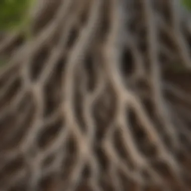 Ecological Significance of Tree Roots Close-up of tree roots showing the ecological importance of trees
