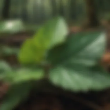 Ecological Significance of Arrow-Shaped Leaves Illustration showing the ecological role of arrow-shaped leaf plants