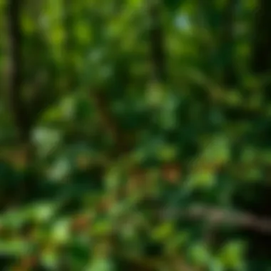 Chemical Control Measures for Invasive Flora