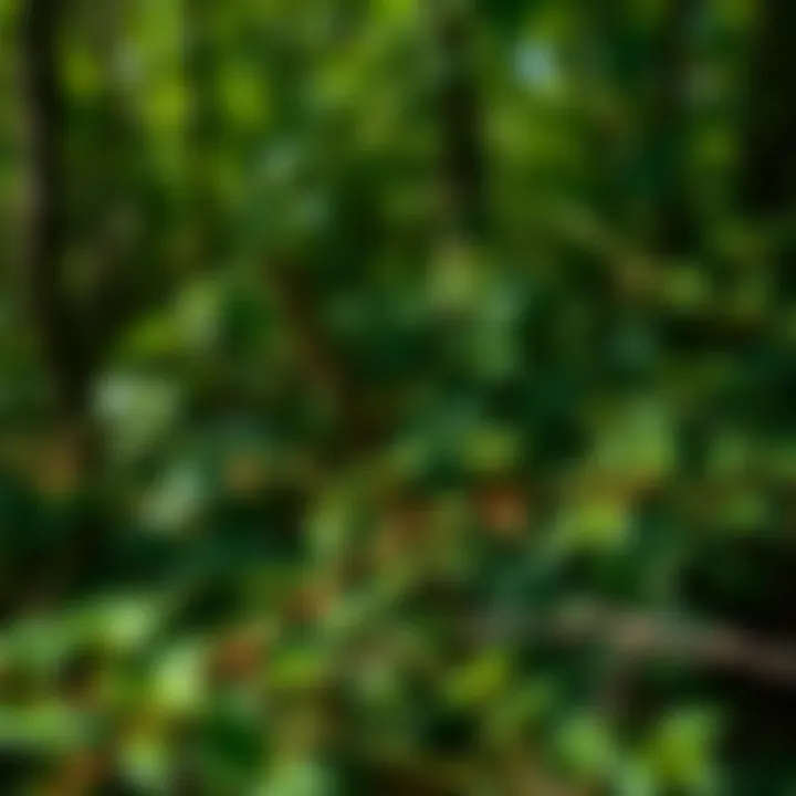 Chemical Control Measures for Invasive Flora