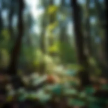 Ecological Impact of Puncture Vine on Native Species