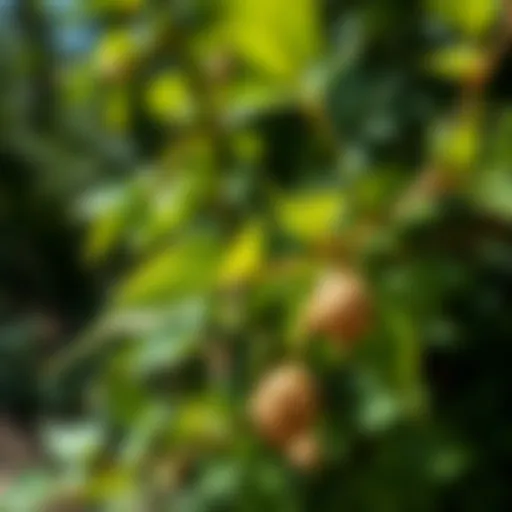 Identifying Puncture Vine Identification of Puncture Vine with Prickly Seed Pods