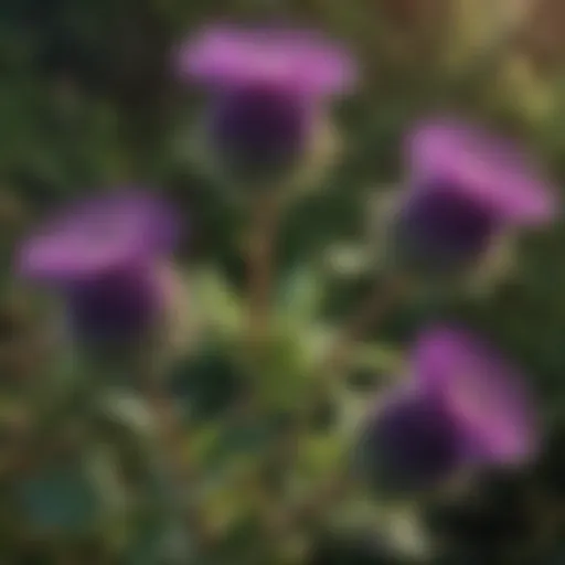 A close-up of thistle plants showcasing their spiny leaves and vibrant purple flowers.