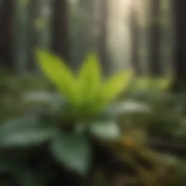 Threatened Plant Species in Habitat A detailed view of a threatened plant species in its natural habitat
