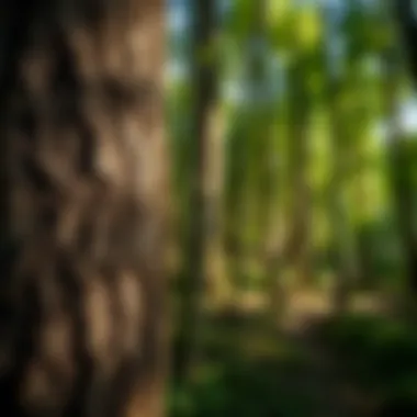 Legal Framework for Bark Collection Legal documents and guidelines related to bark collection