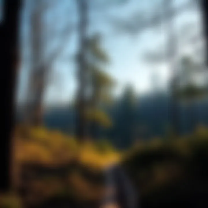 Sustainable Woodland Management Forest landscape illustrating sustainable woodland management practices