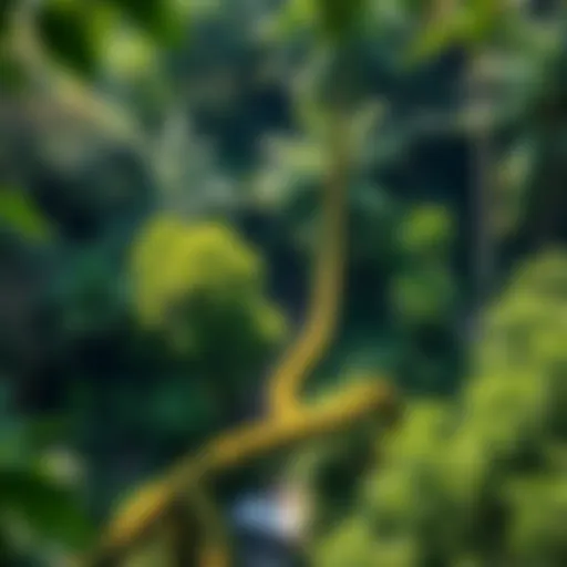 Lush Amazon rainforest in Colombia depicting biodiversity