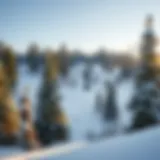 Snow-covered landscape of the Black Hills with towering pines