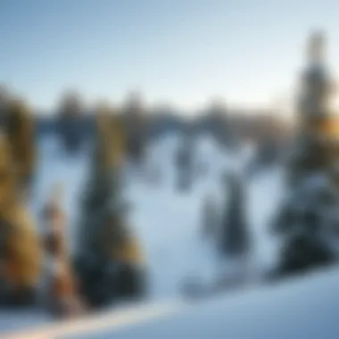 Snow-covered landscape of the Black Hills with towering pines