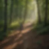 Scenic view of a densely wooded trail in Brown County