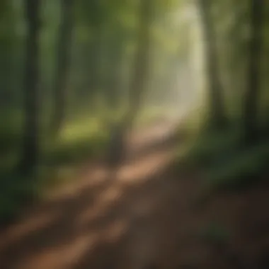 Scenic Wooded Trail in Brown County Scenic view of a densely wooded trail in Brown County