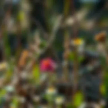 Close-up of diverse flora along the Buckhorn ATV trails