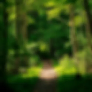 Hiking trail surrounded by lush greenery