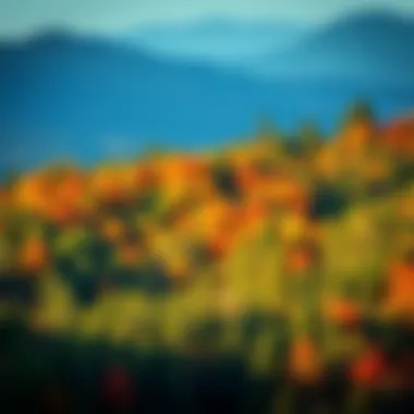 Sustainable Forestry Landscape A vibrant forest landscape showcasing sustainable forestry practices