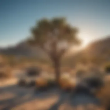 Diverse flora and fauna of Joshua Tree National Park captured in their natural habitat