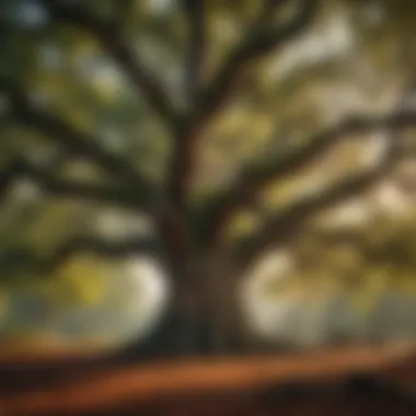 The ancient oak: A living testament to history and culture An ancient oak tree symbolizing history and culture