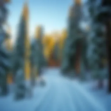 Snow-covered trail winding through a serene forest