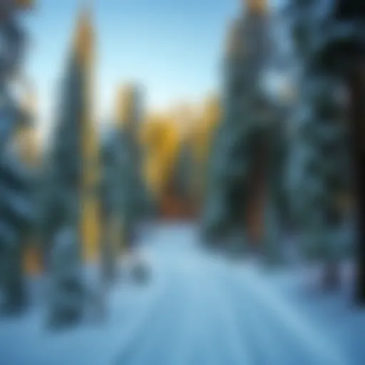 Snow-covered trail winding through a serene forest