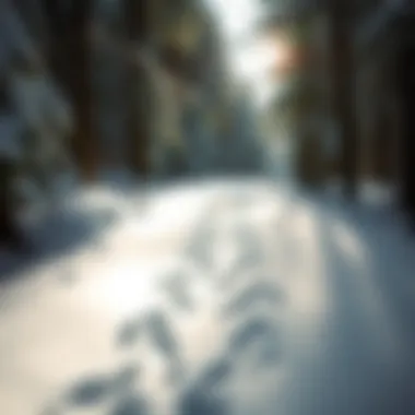 Wildlife tracks on a snowy path